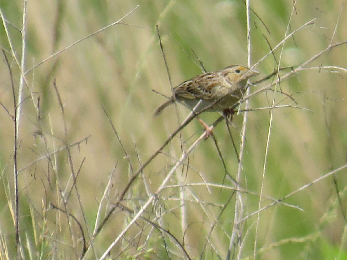 Grasshopper Sparrow - ML619689390