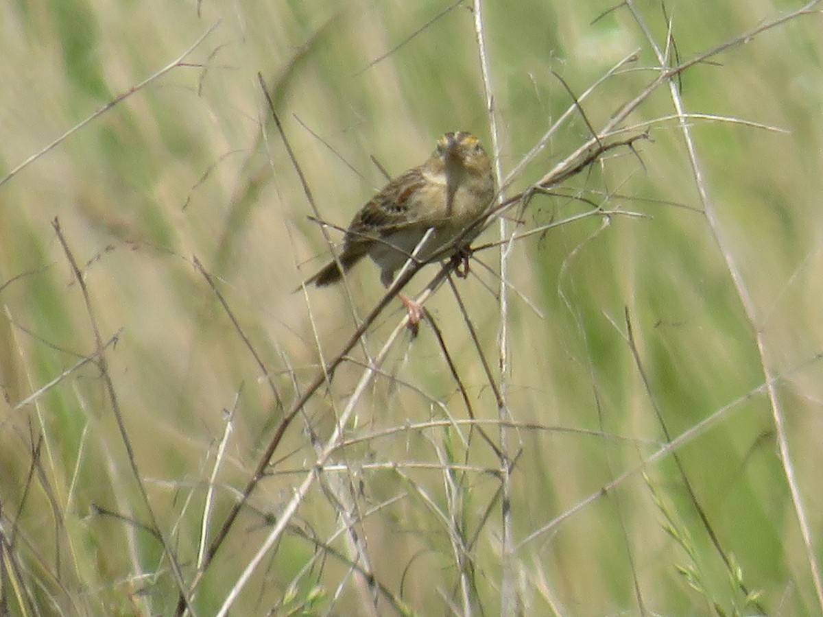 Grasshopper Sparrow - ML619689391