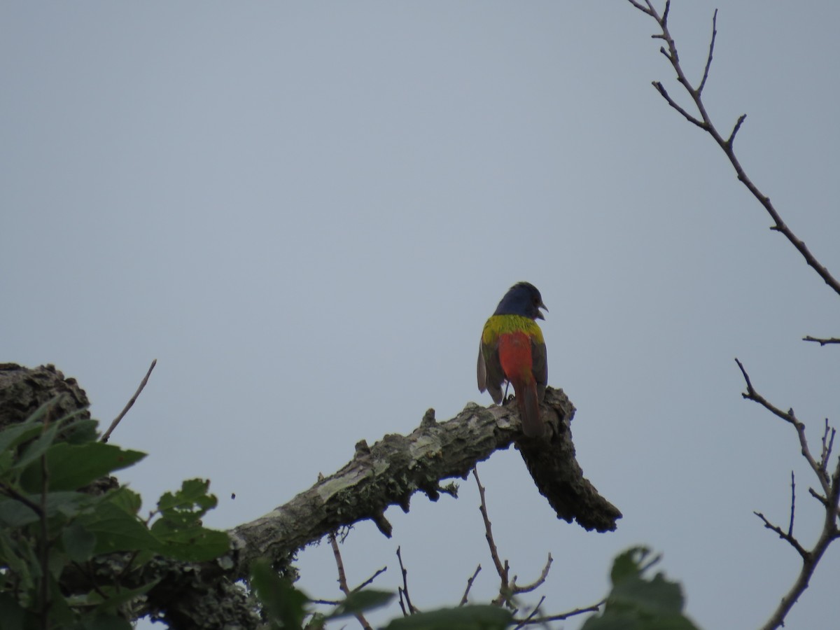 Painted Bunting - ML619689404