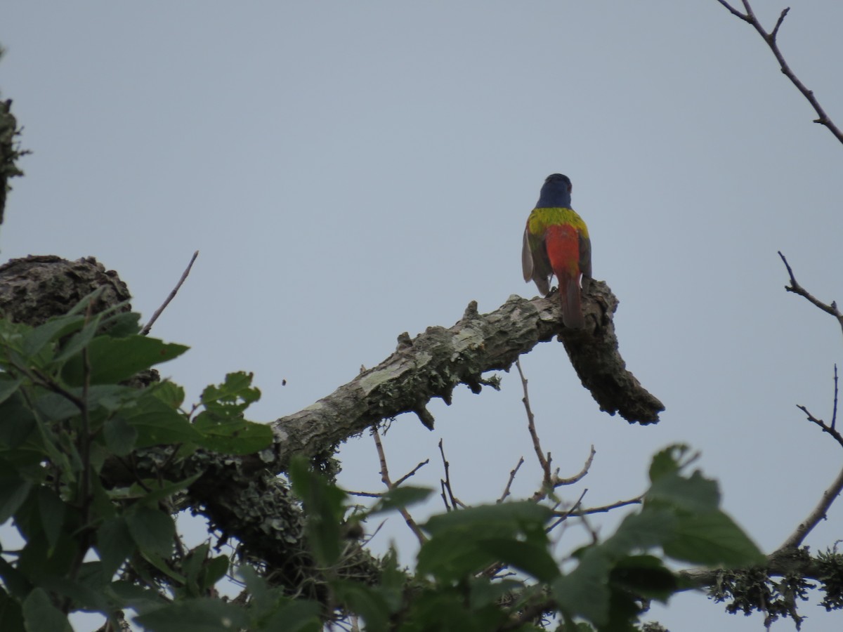 Painted Bunting - ML619689405