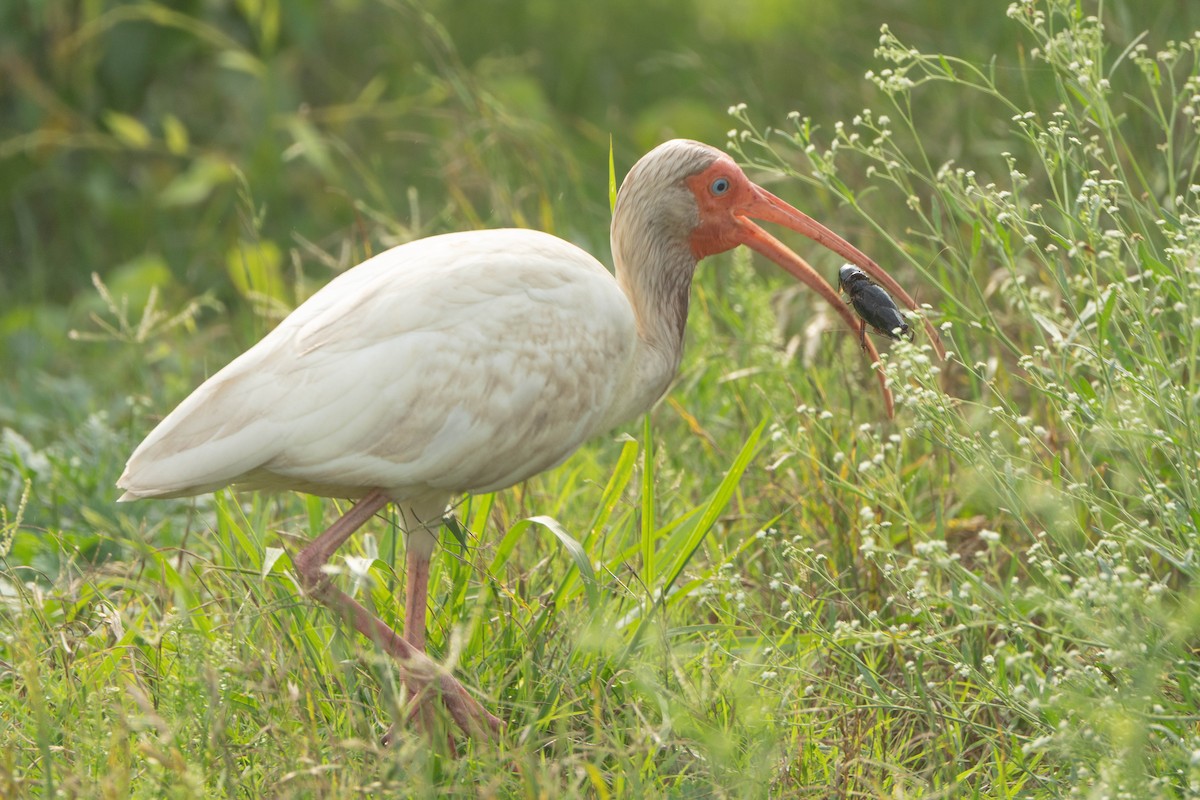 ibis americký - ML619689409