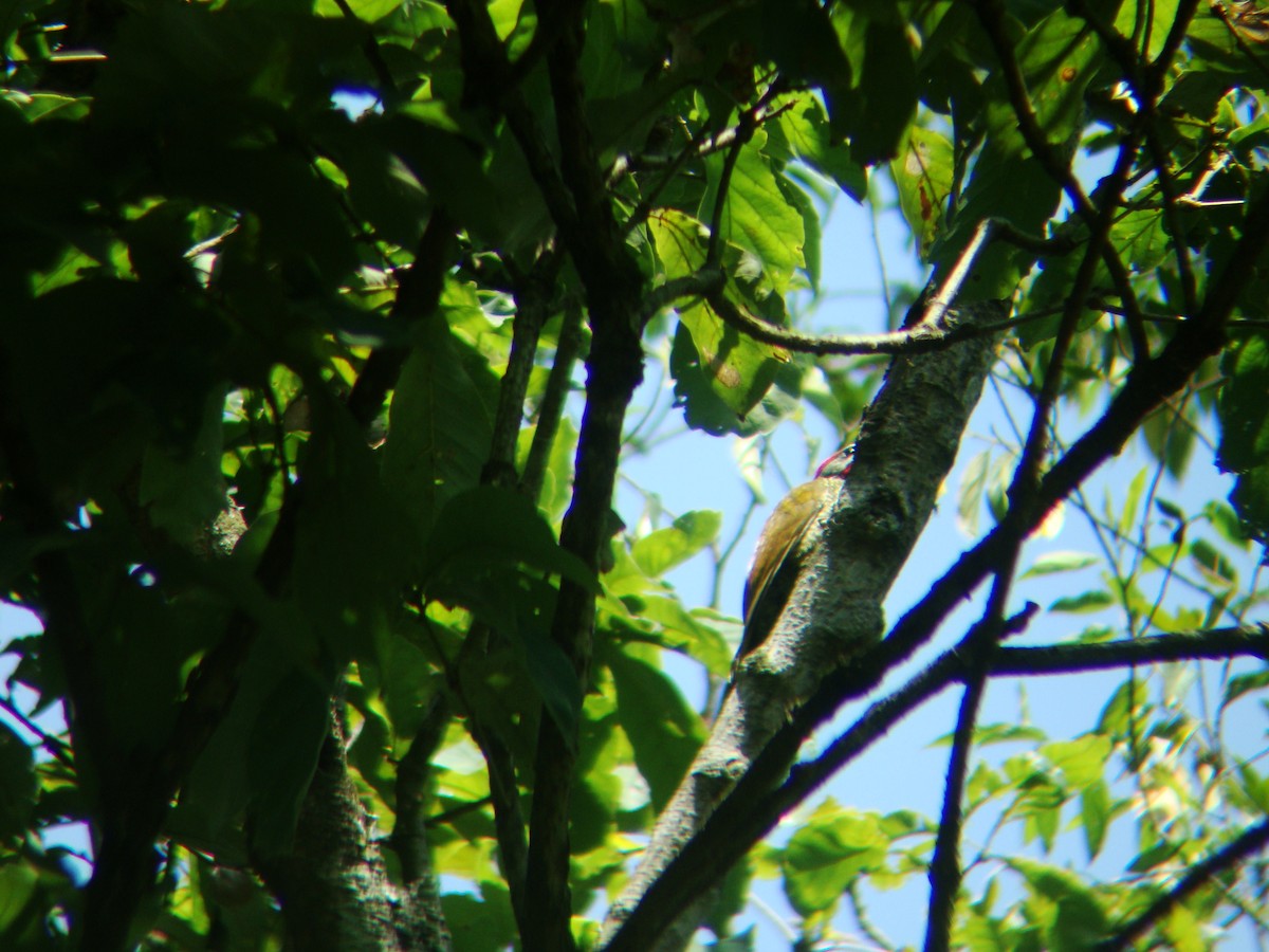Golden-olive Woodpecker - ML619689437