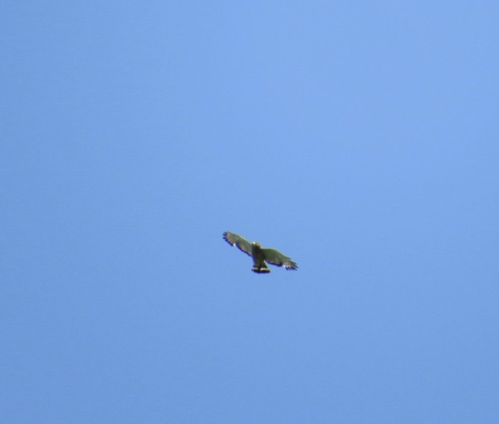 Broad-winged Hawk - ML619689440