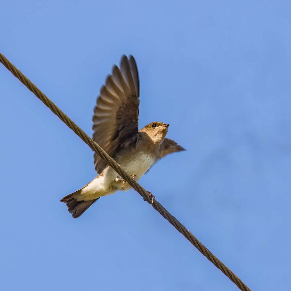Northern Rough-winged Swallow - ML619689450