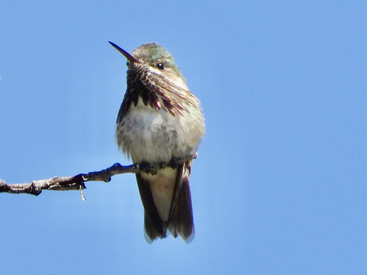 Calliope Hummingbird - ML619689452