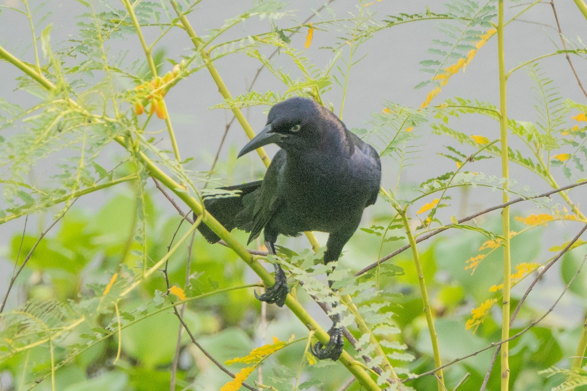 Great-tailed Grackle - ML619689457
