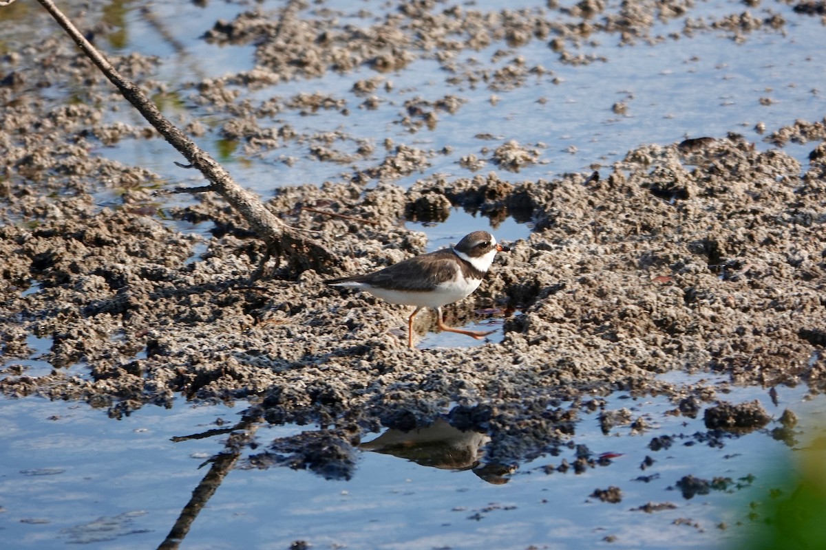 Semipalmated Plover - ML619689464