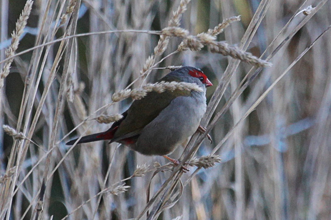 Red-browed Firetail - ML619689500