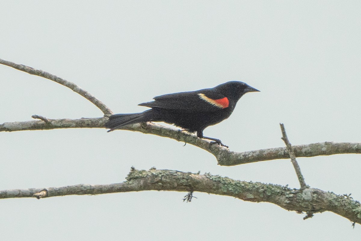 Red-winged Blackbird - ML619689511