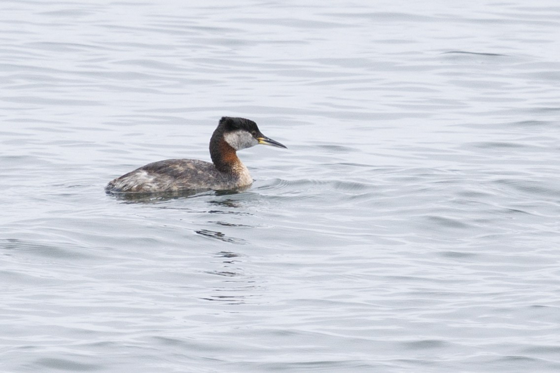 Red-necked Grebe - ML619689532