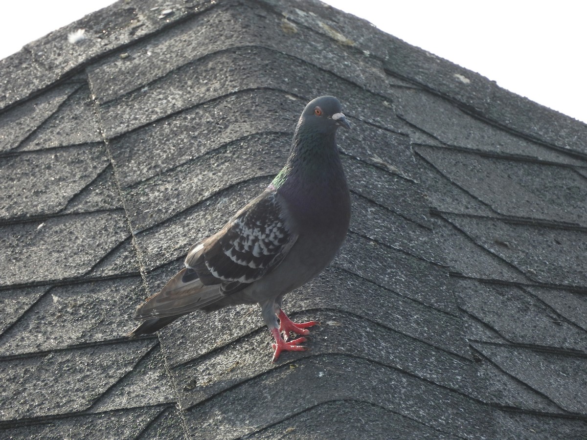 Pigeon biset (forme domestique) - ML619689553