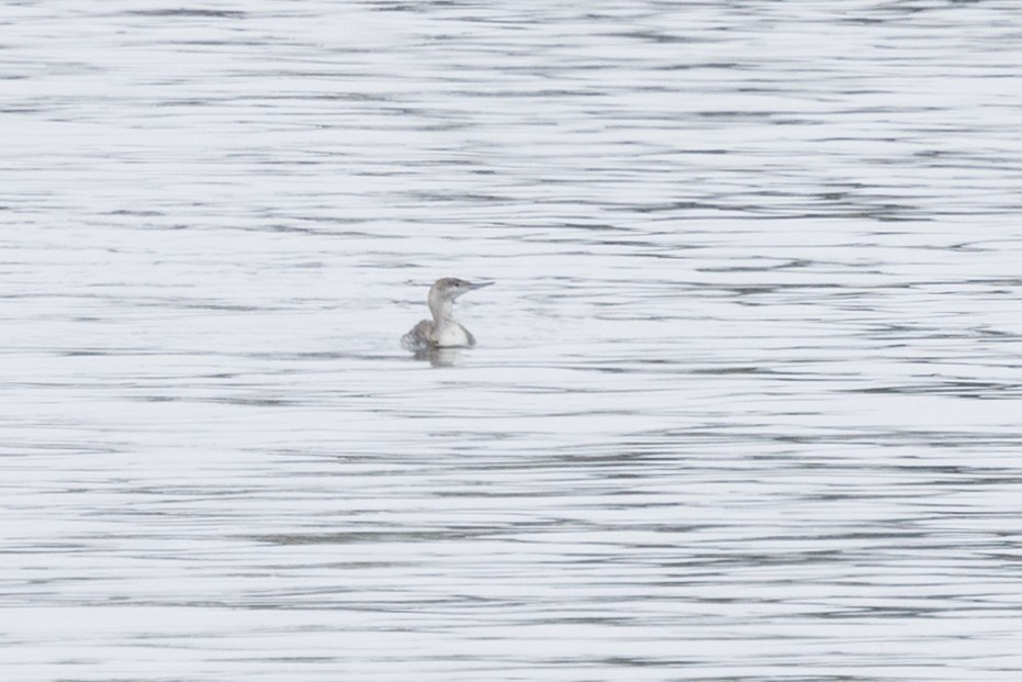 Red-throated Loon - ML619689582