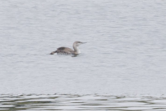 Red-throated Loon - ML619689584