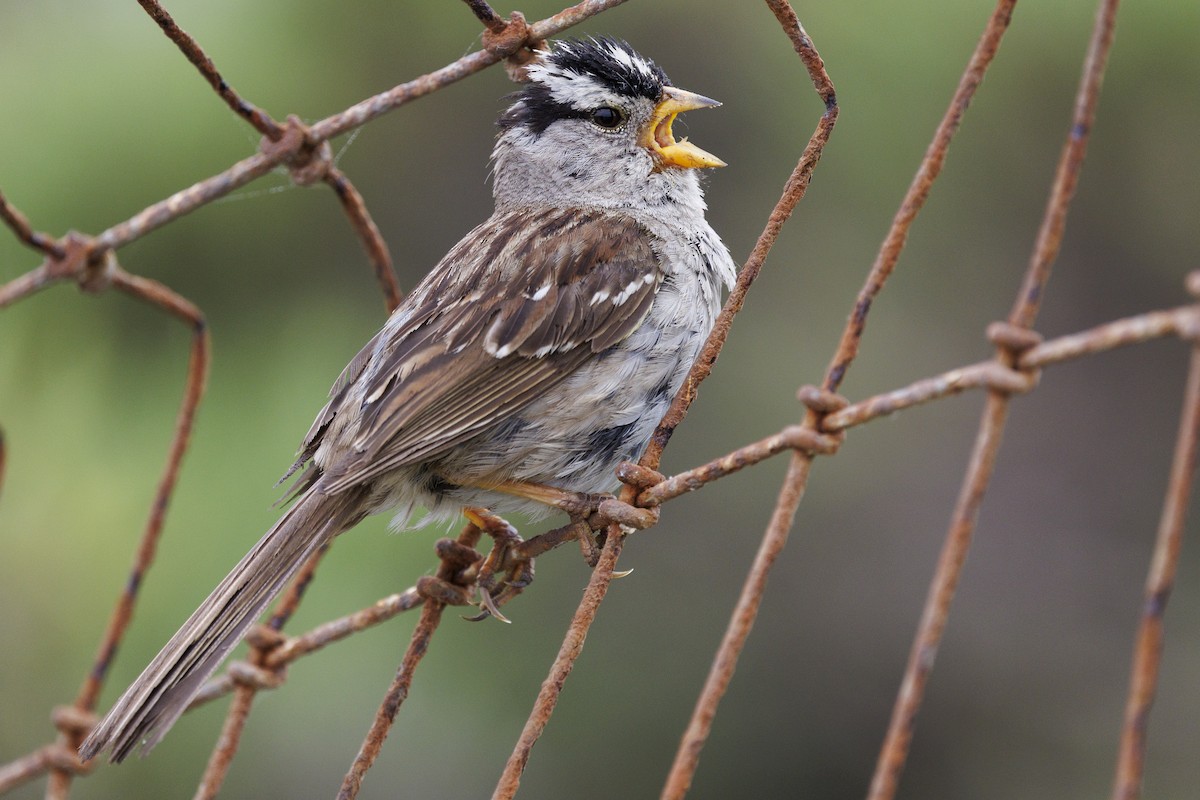 White-crowned Sparrow - ML619689614
