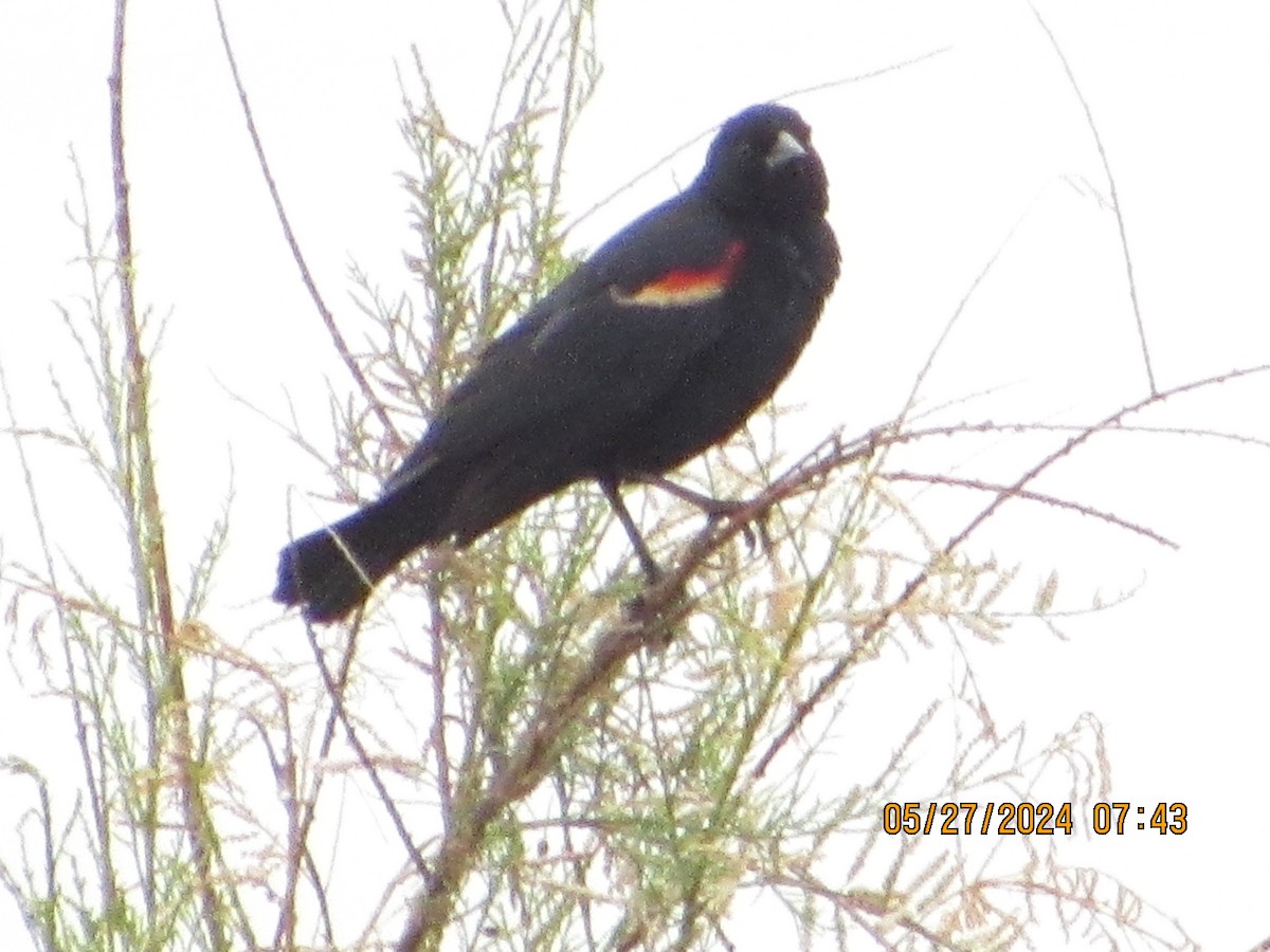 Red-winged Blackbird - ML619689631