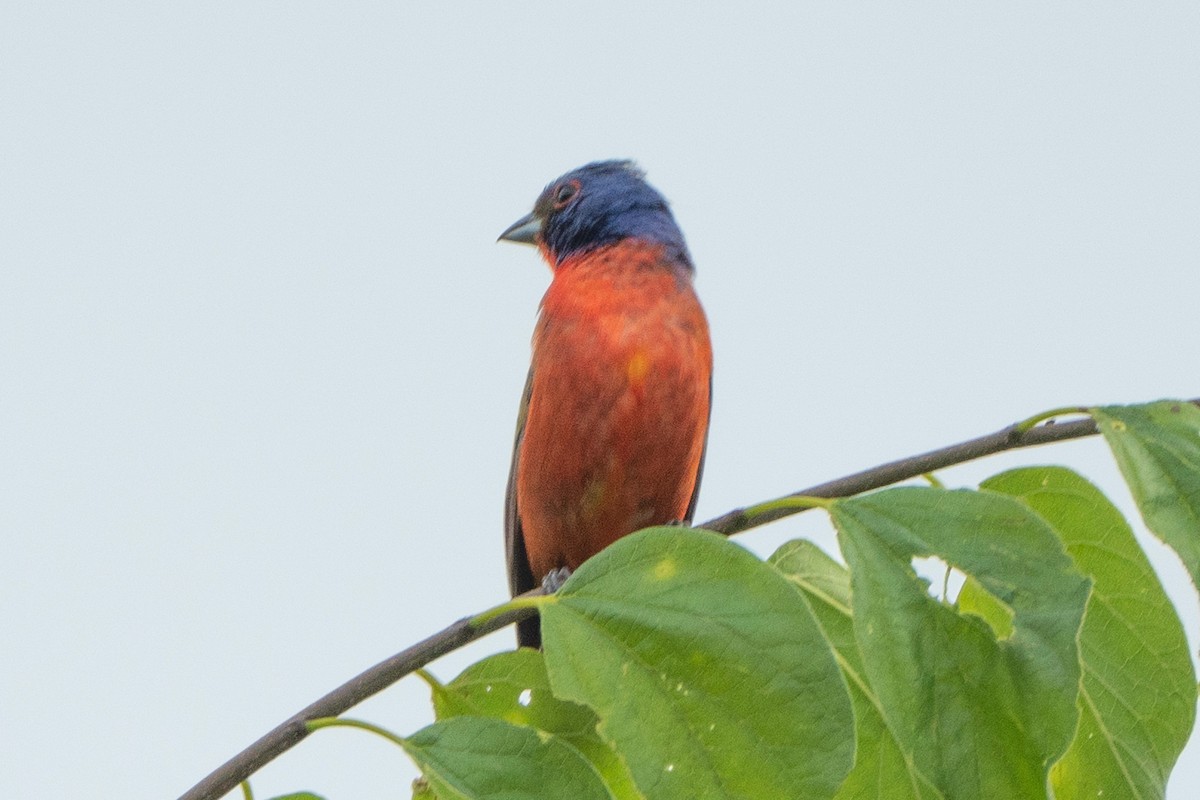 Painted Bunting - ML619689640
