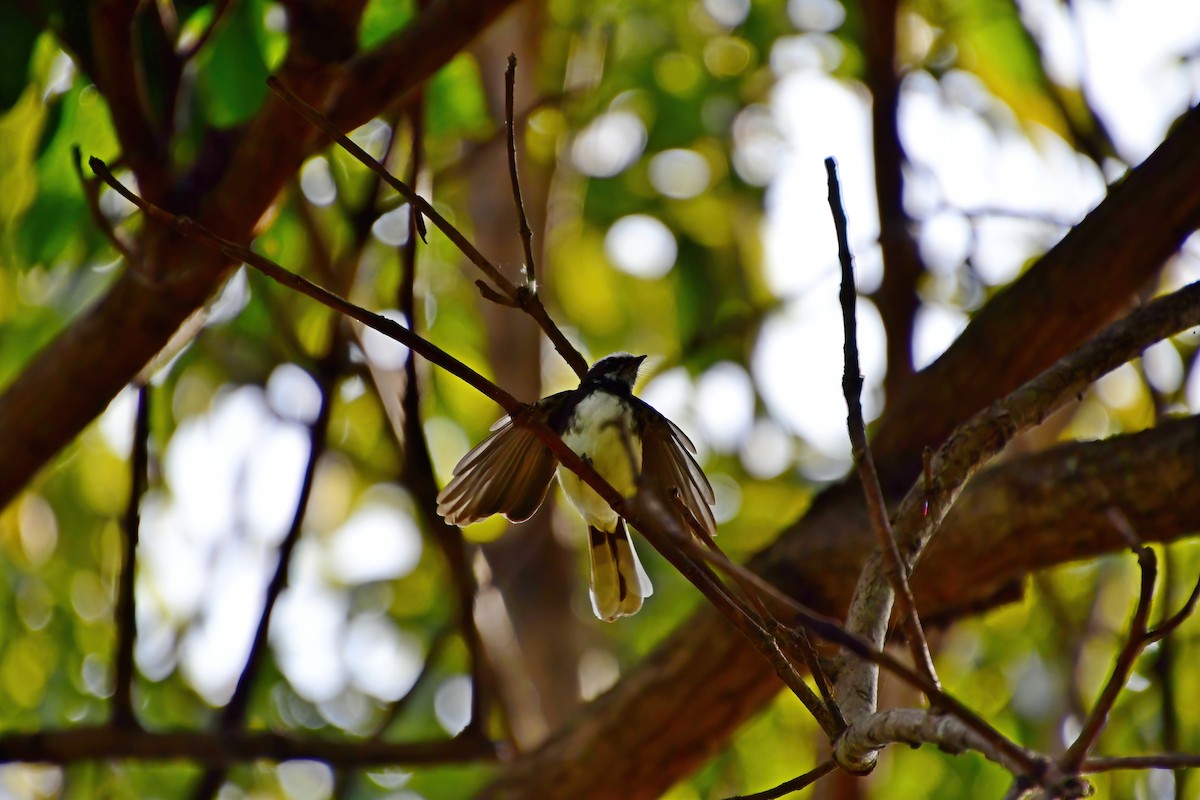 White-browed Fantail - ML619689667