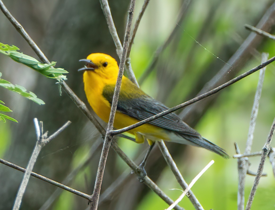 Prothonotary Warbler - ML619689669