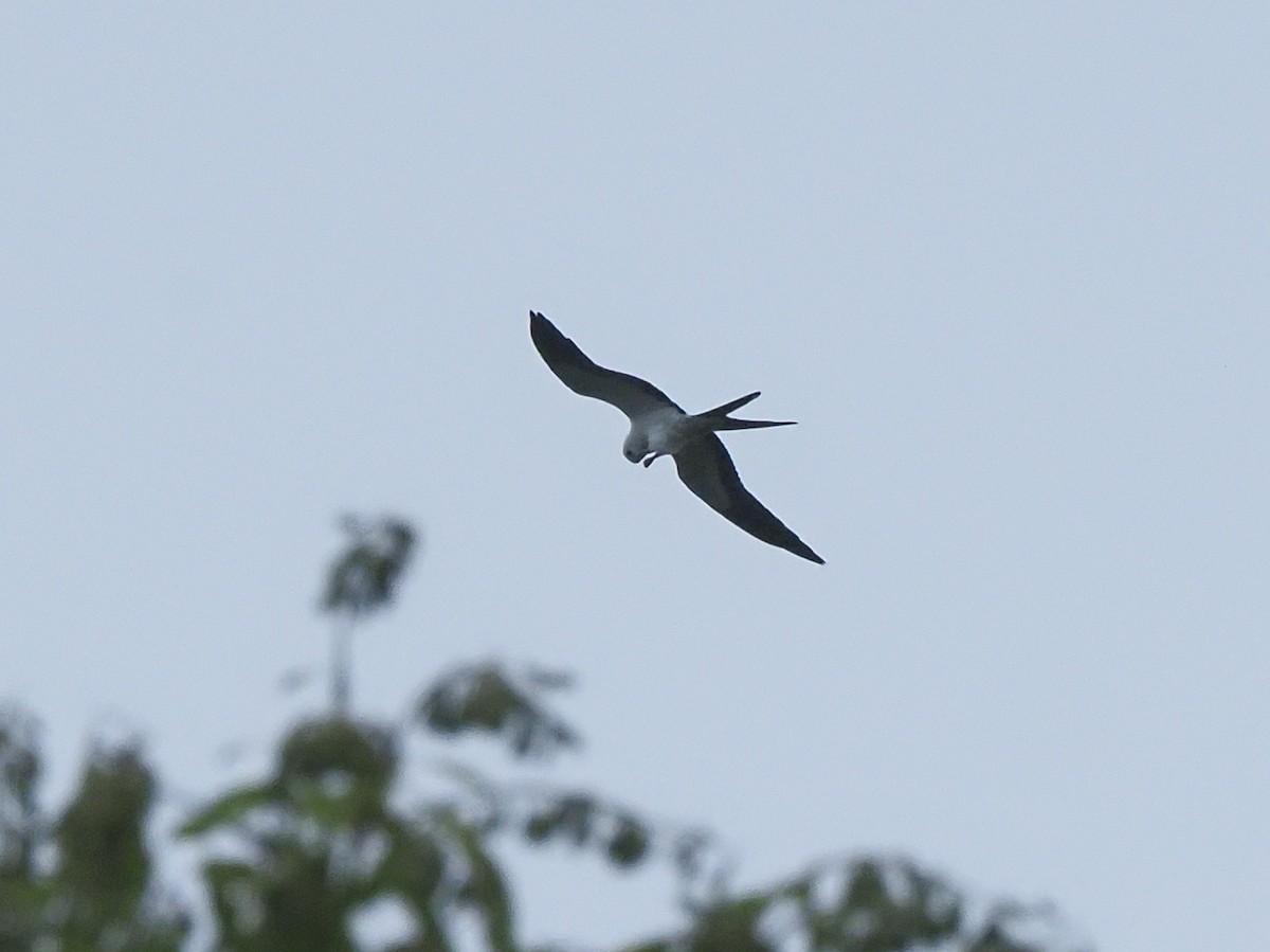 Swallow-tailed Kite - ML619689672