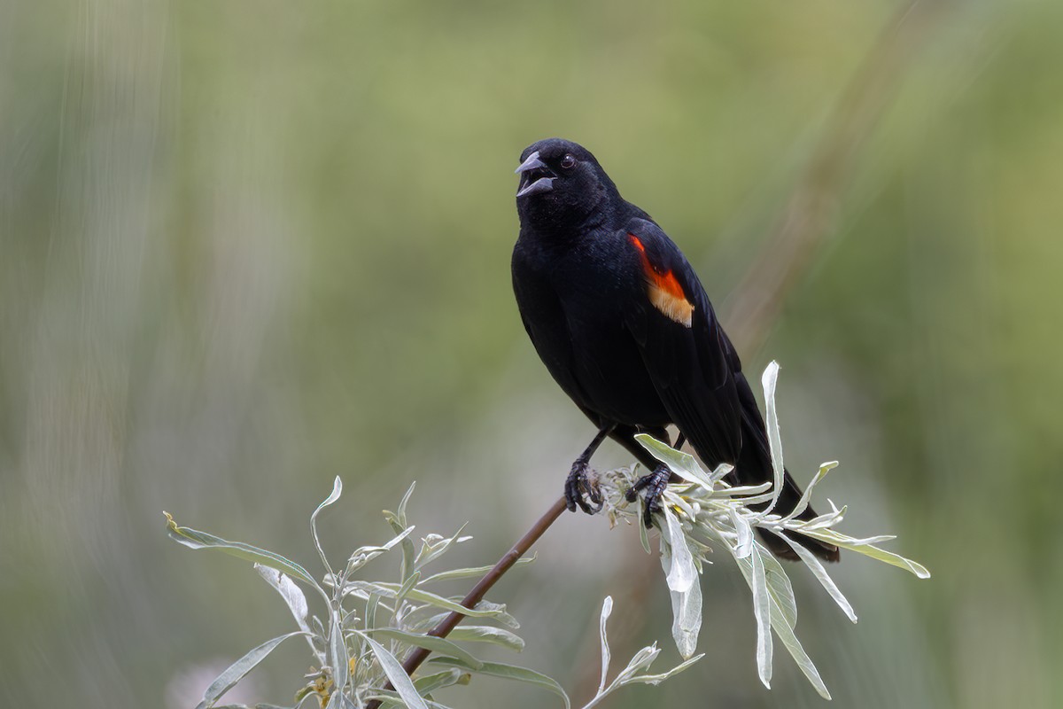 Red-winged Blackbird - ML619689745
