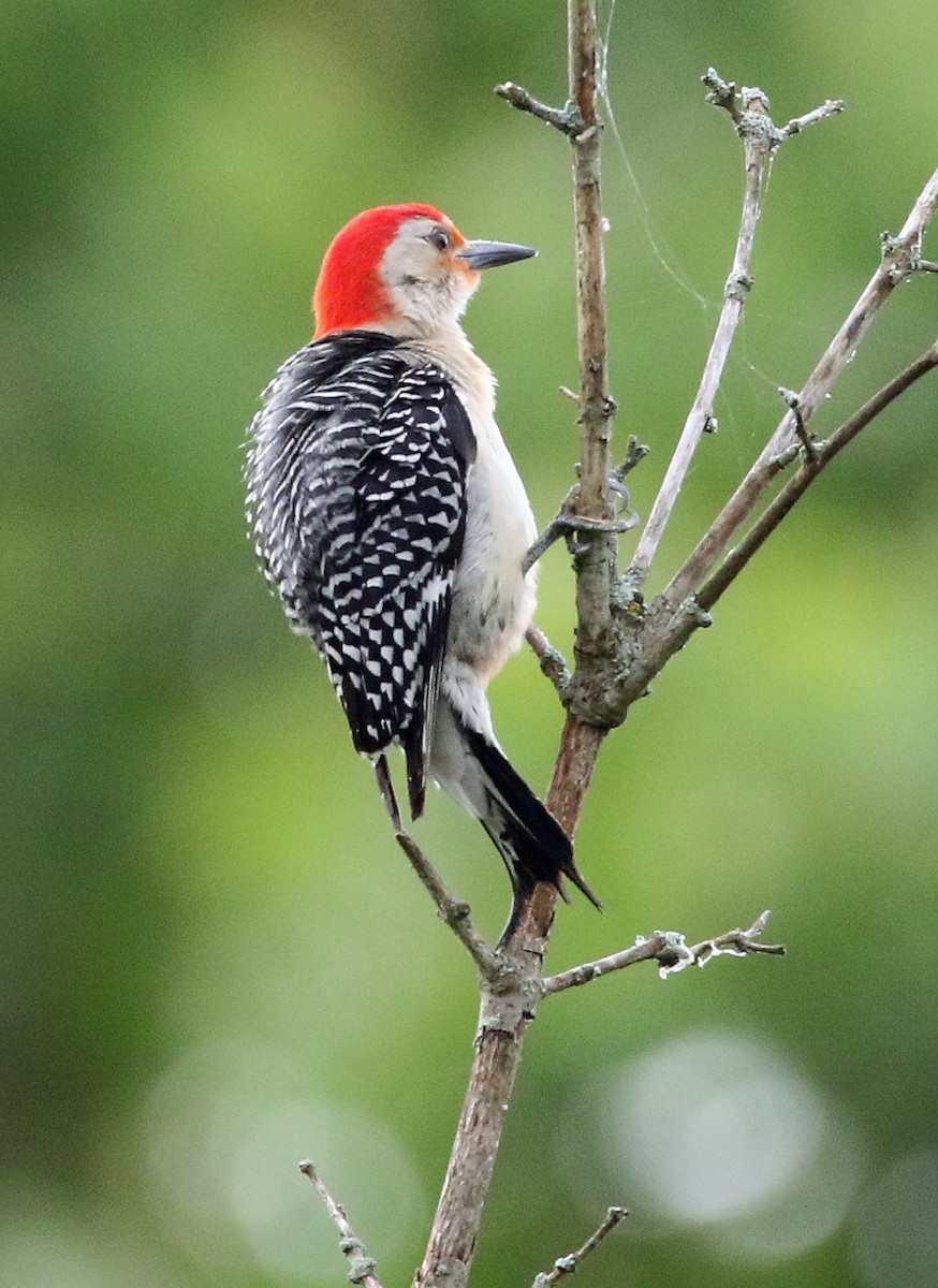 Red-bellied Woodpecker - ML619689757