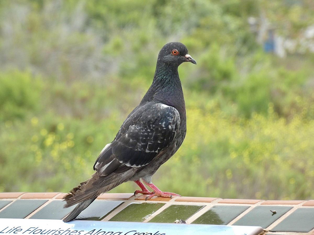 Pigeon biset (forme domestique) - ML619689791
