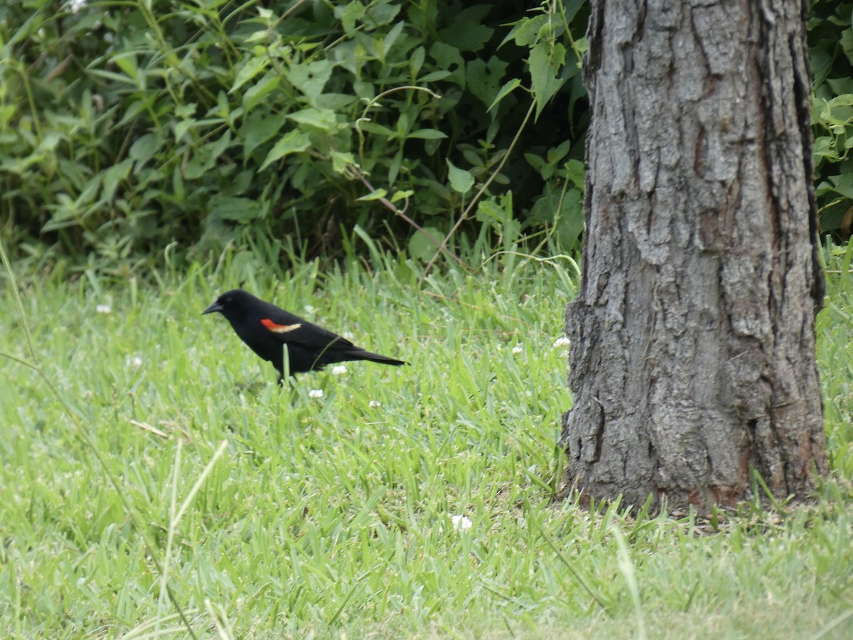 Red-winged Blackbird - ML619689820