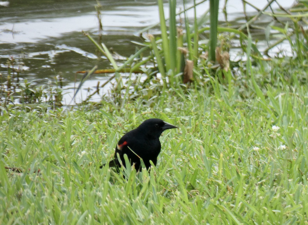 Red-winged Blackbird - ML619689829