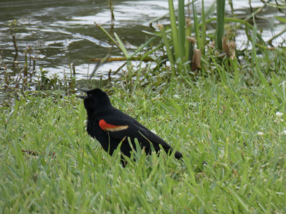 Red-winged Blackbird - ML619689830