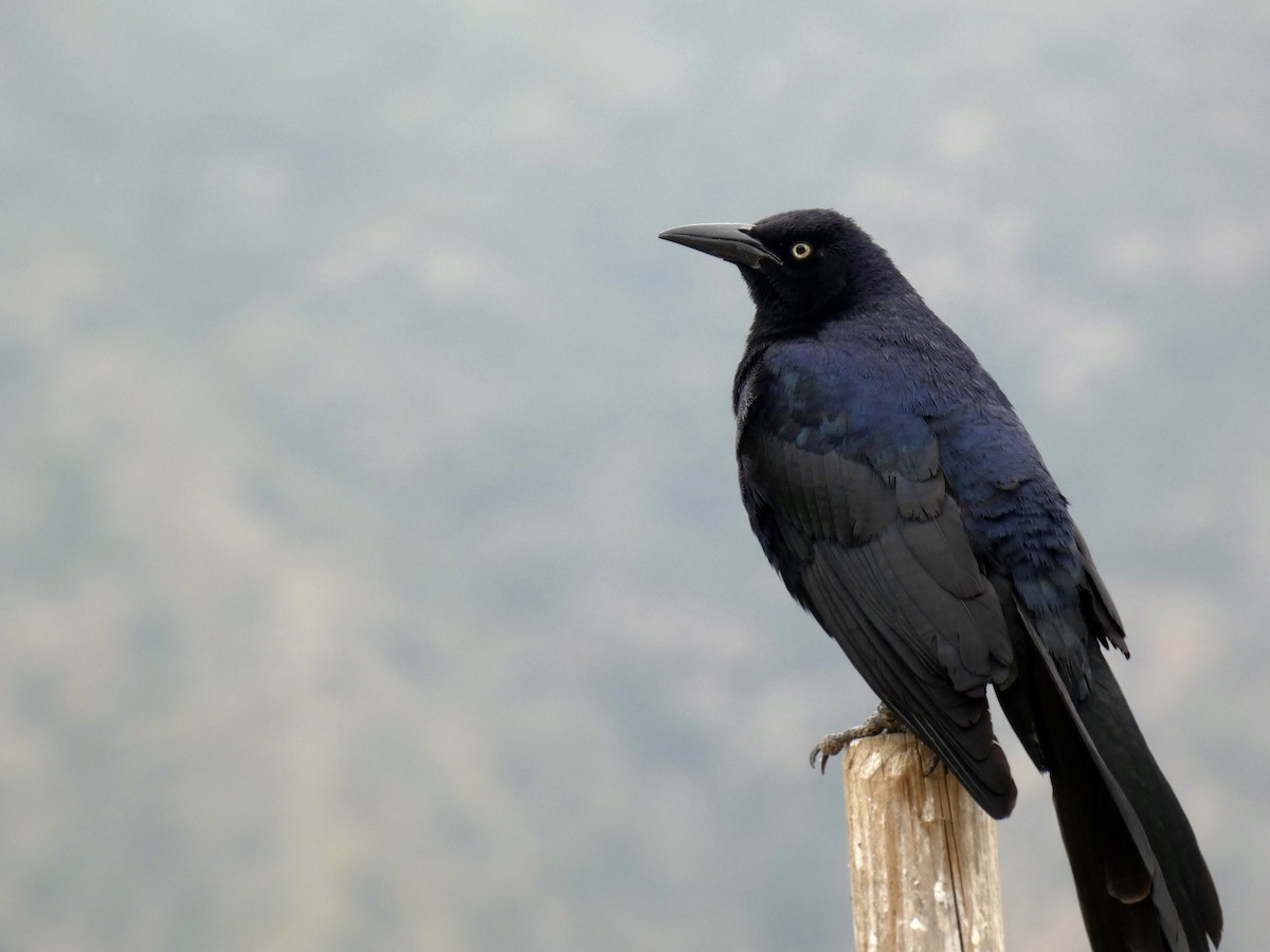 Great-tailed Grackle - ML619689838
