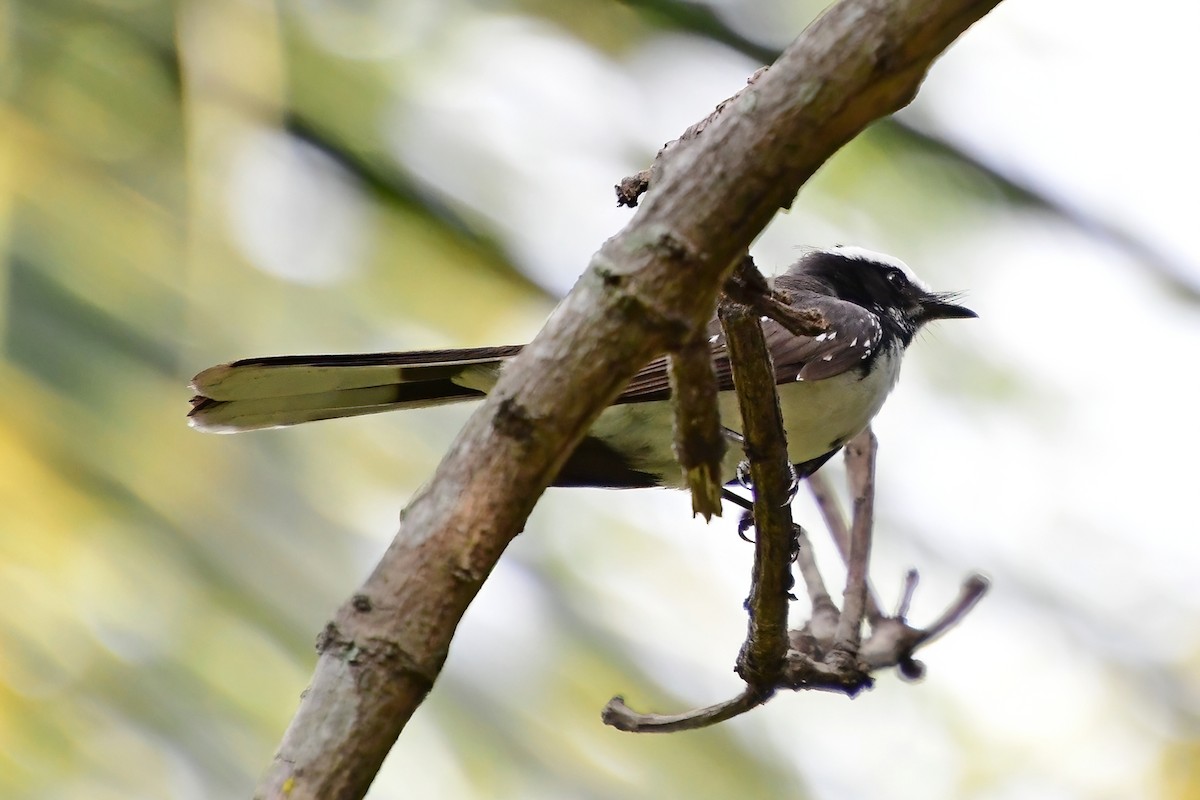 White-browed Fantail - ML619689841