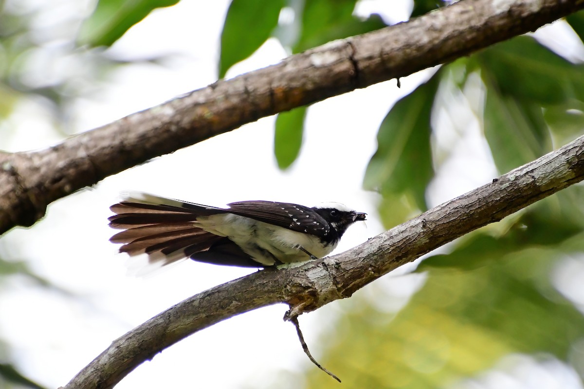 White-browed Fantail - ML619689844