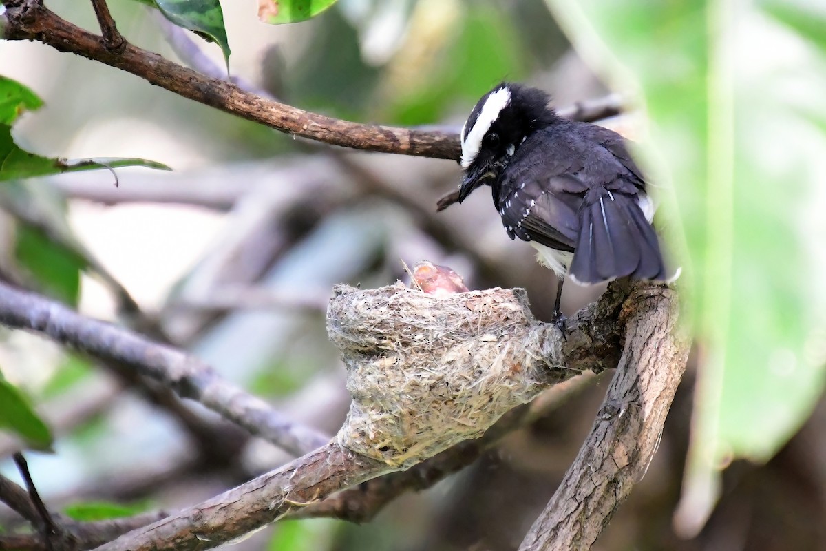 White-browed Fantail - ML619689845