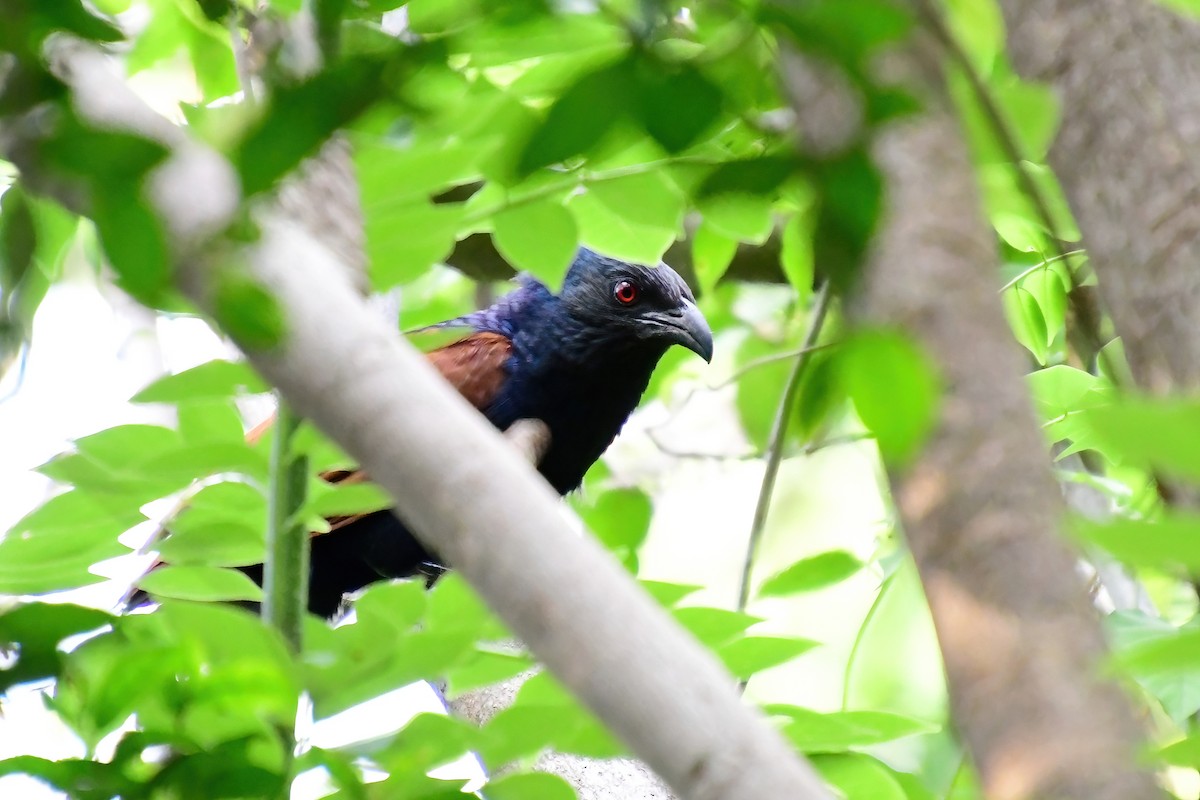 Greater Coucal - ML619689896