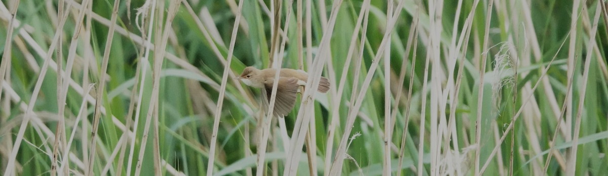 Common Reed Warbler - ML619689924