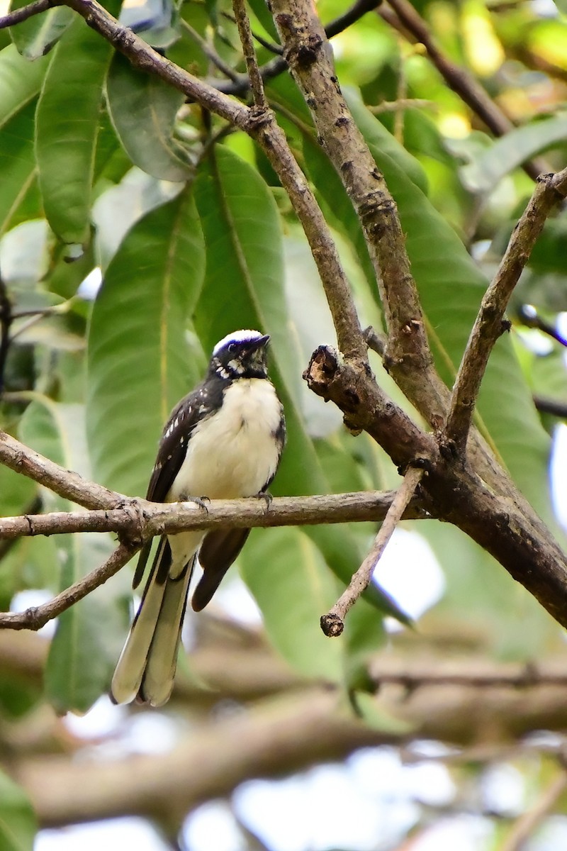 White-browed Fantail - ML619689935