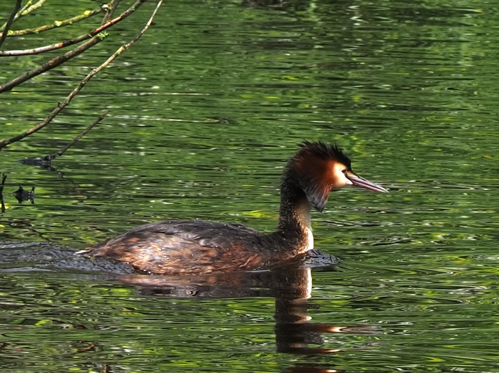 Great Crested Grebe - ML619689942