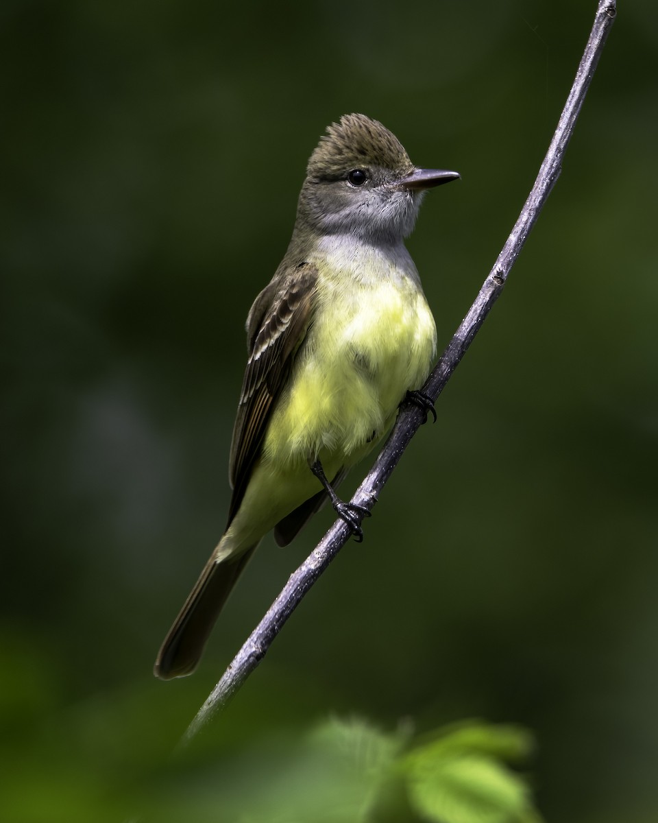 Great Crested Flycatcher - ML619689945