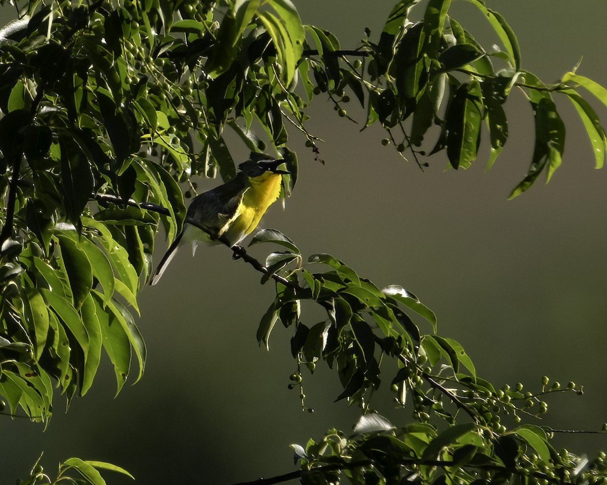 Yellow-breasted Chat - ML619689960