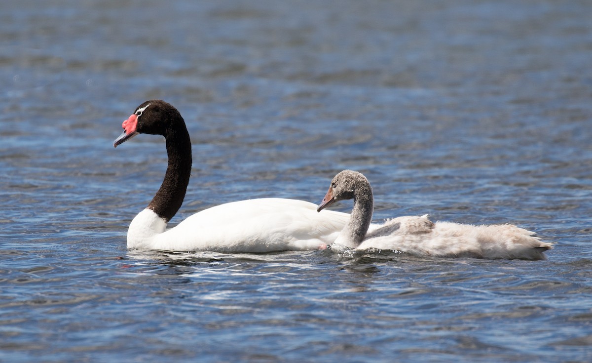 Black-necked Swan - ML619689975