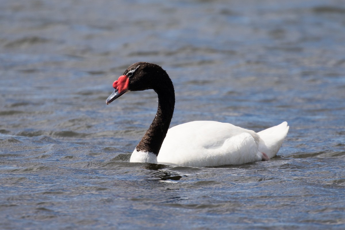 Black-necked Swan - ML619689976