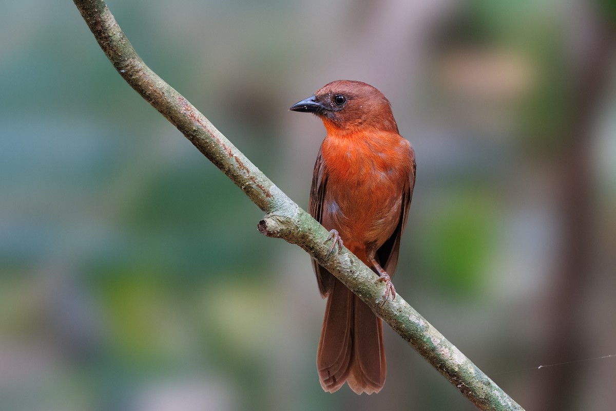 Red-throated Ant-Tanager - ML619689981
