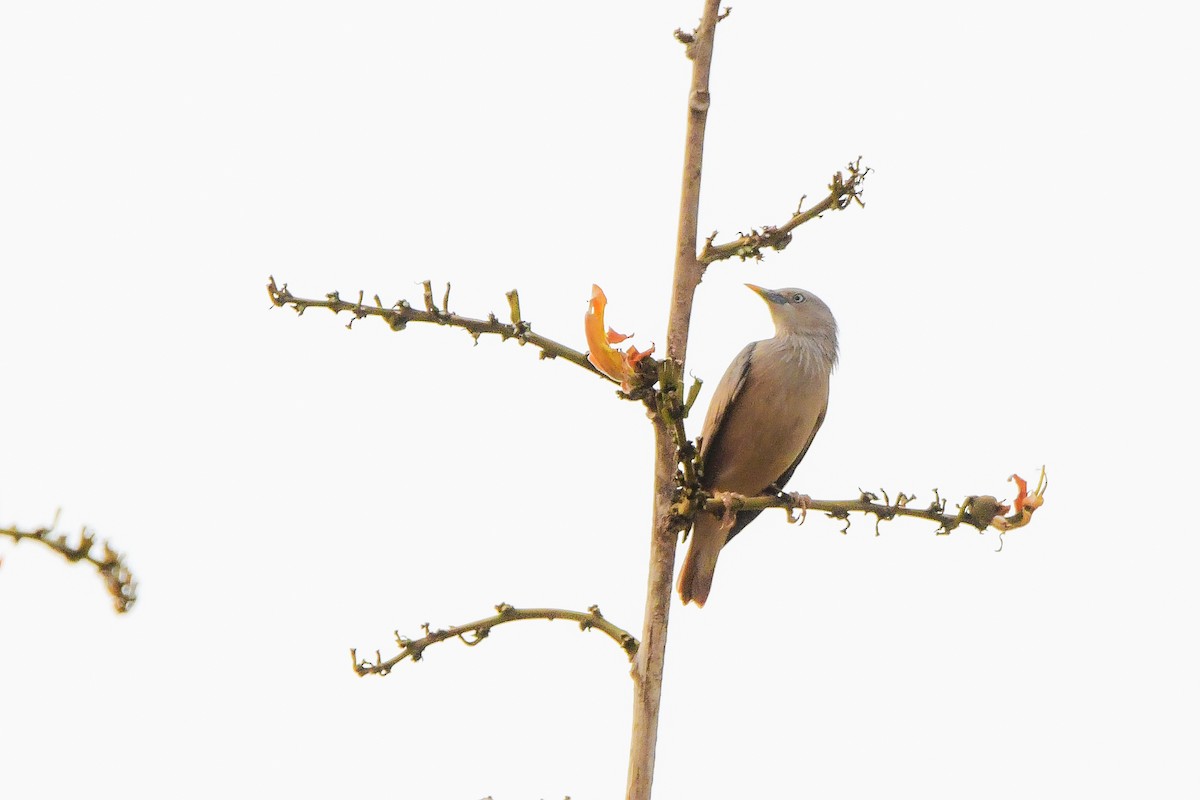 Chestnut-tailed Starling - ML619690048