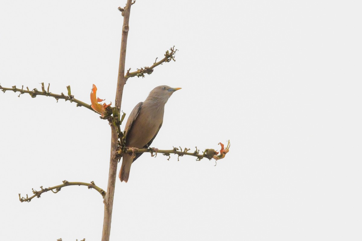 Chestnut-tailed Starling - ML619690049