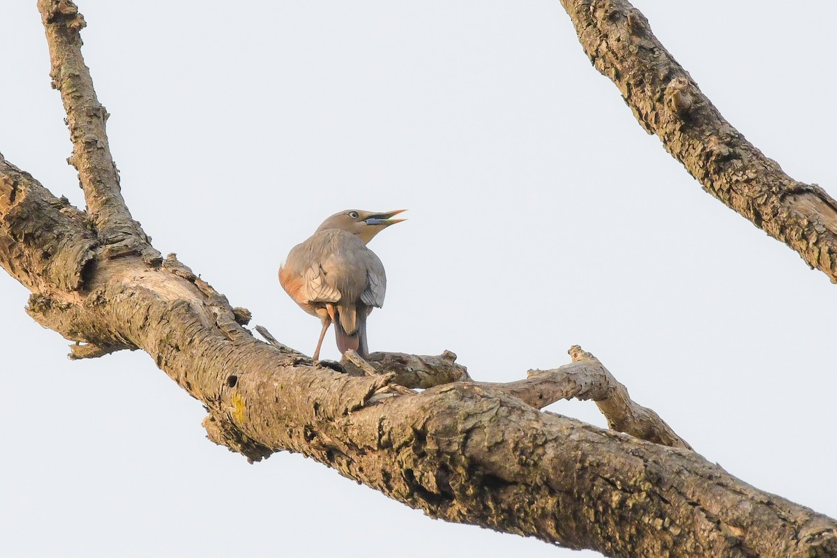 Chestnut-tailed Starling - ML619690050