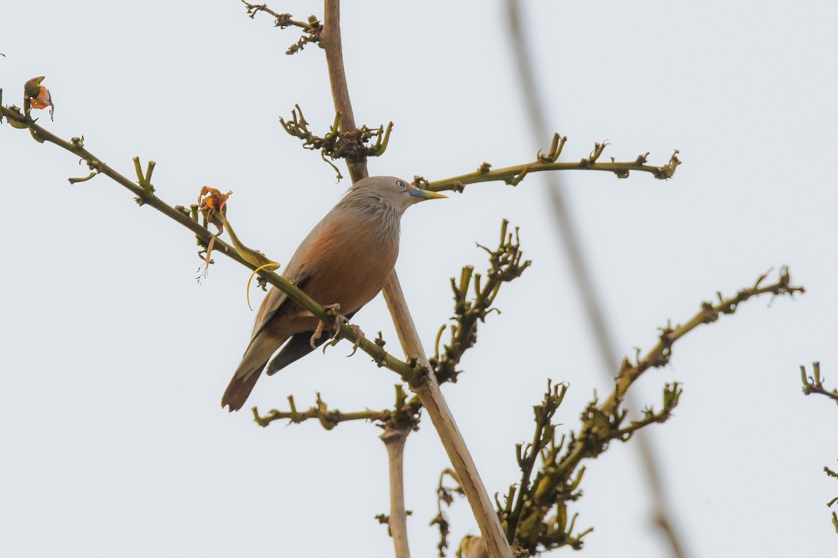 Chestnut-tailed Starling - ML619690051