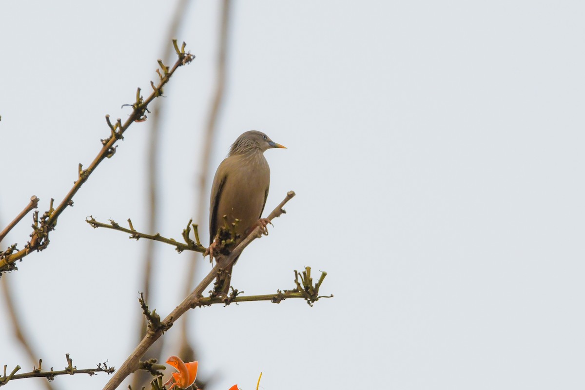 Chestnut-tailed Starling - ML619690053