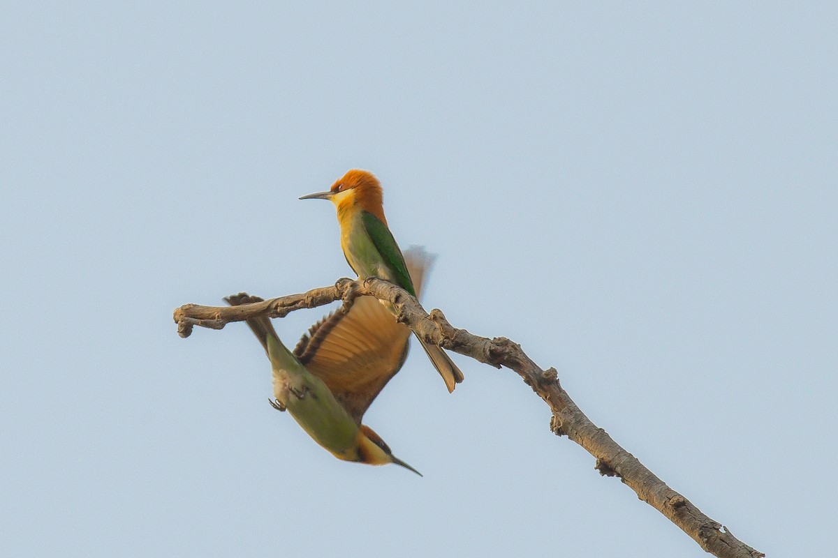 Chestnut-headed Bee-eater - ML619690069