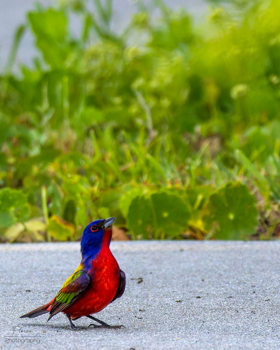 Painted Bunting - ML619690091