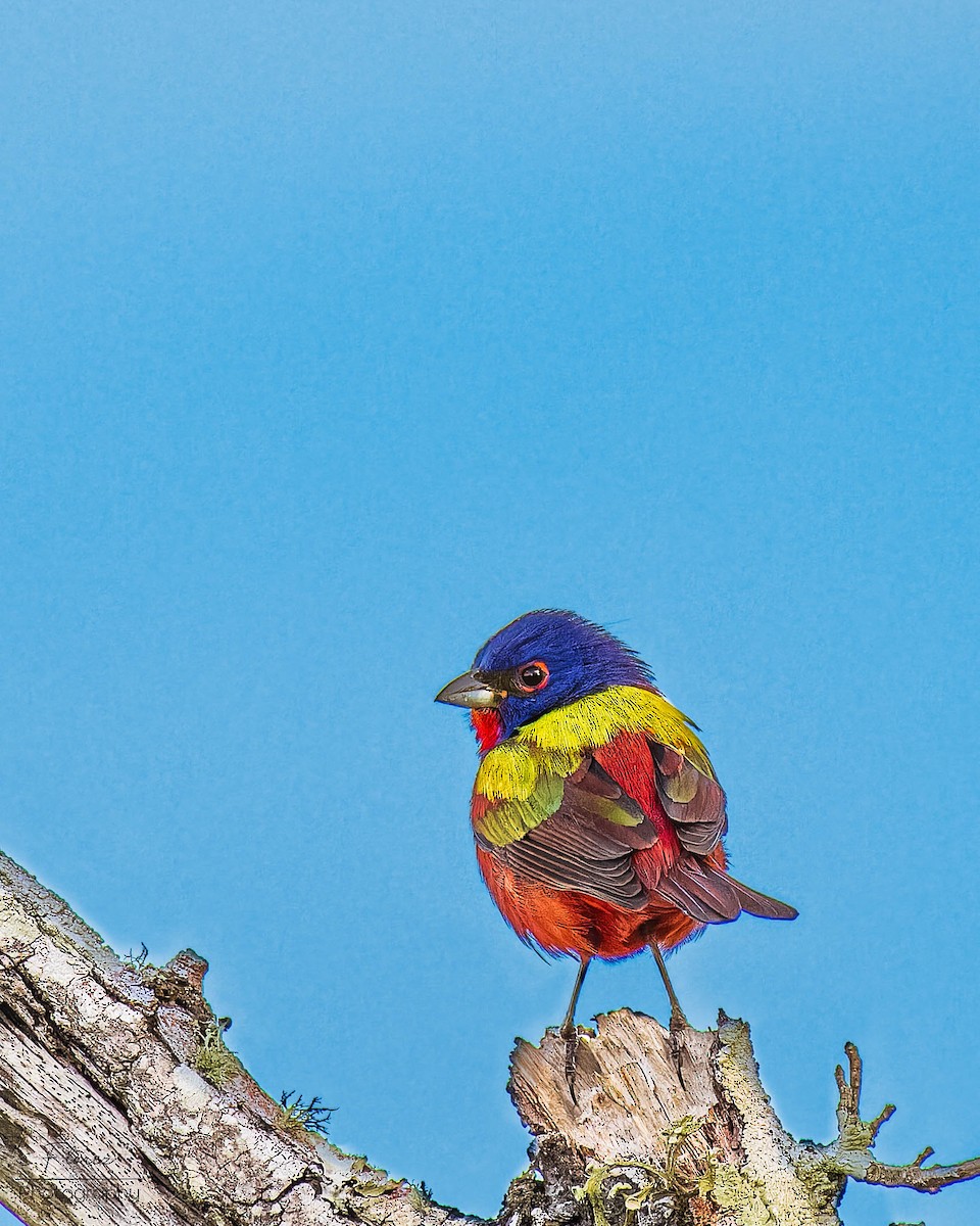 Painted Bunting - ML619690094